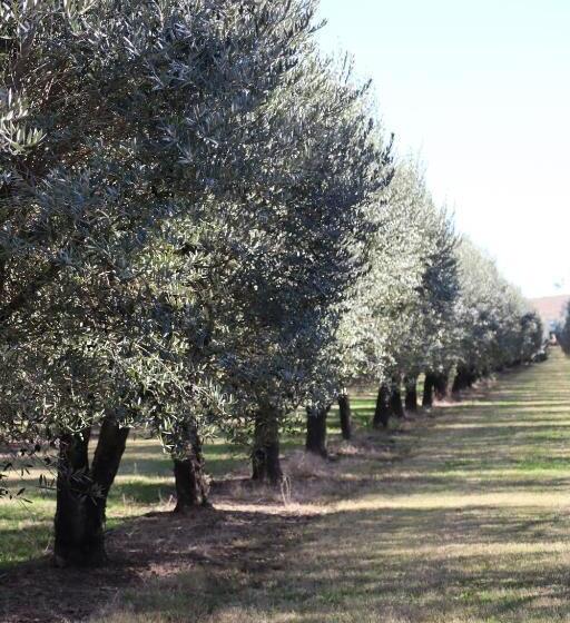 מוטל Denman Motor Inn