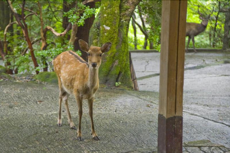 Рёкан Tsukihitei