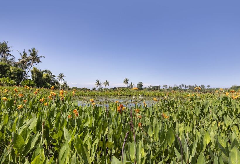 酒店 Swan Paradise A Pramana Experience