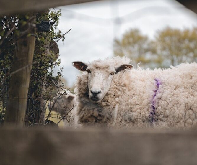 Dog Friendly Shepherd S Hut, Perfect For Couples