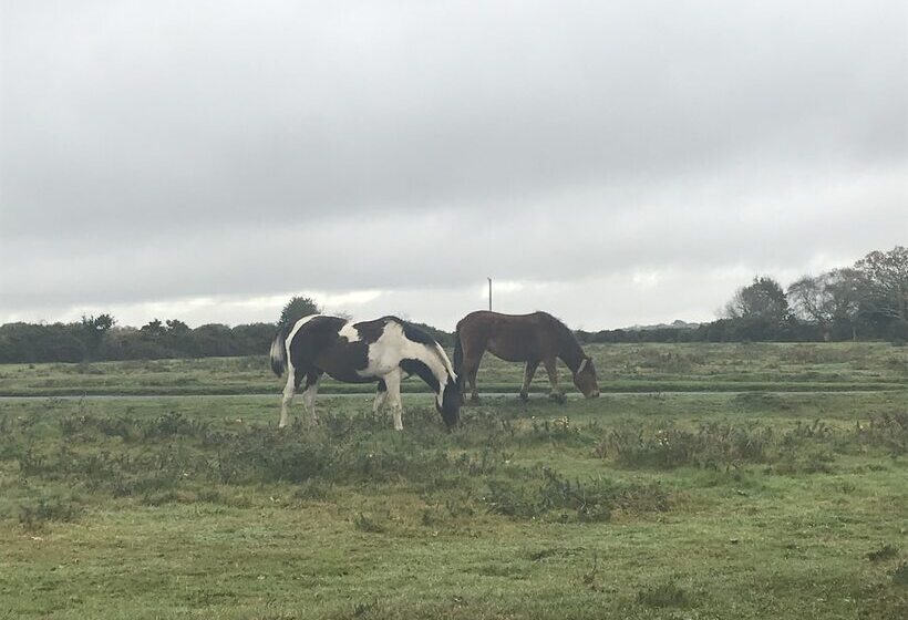 דירת נופש Bungalow On The South Coast & New Forest