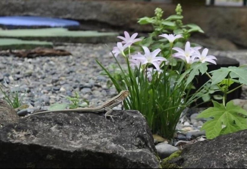 ユースホステル Acuali Eco Hostal