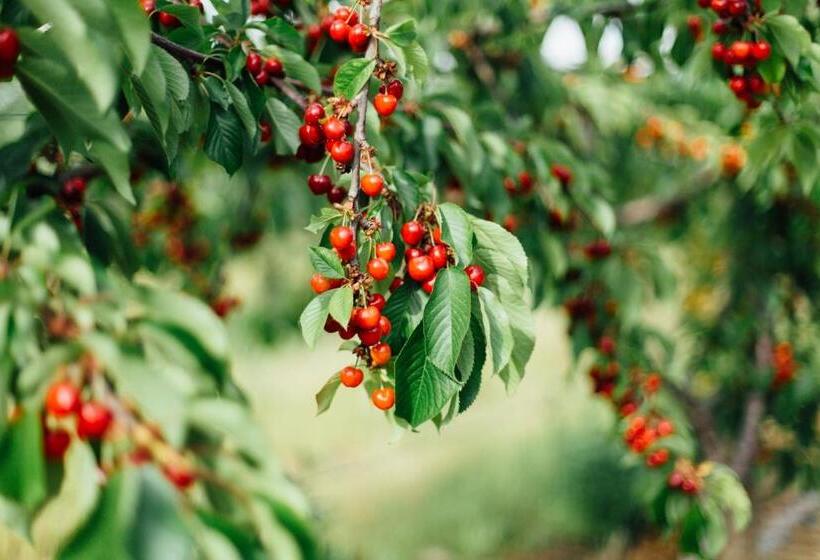 هتل Agriturismo Il Querciolo