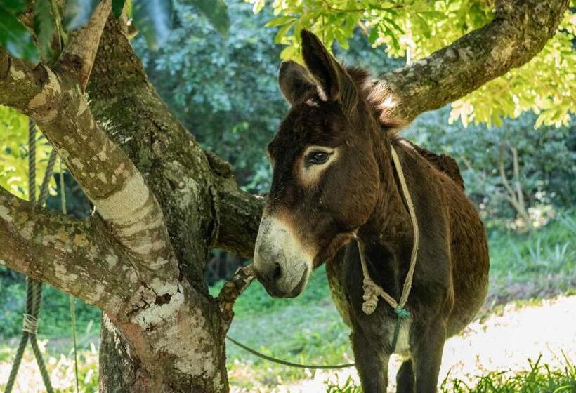 ホテル Sky Island Resort
