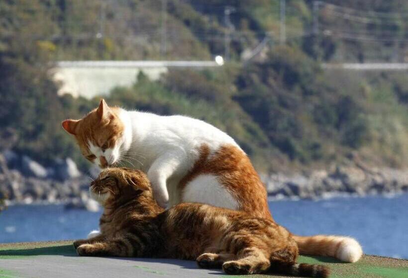 ריוקאן Shirasakiso