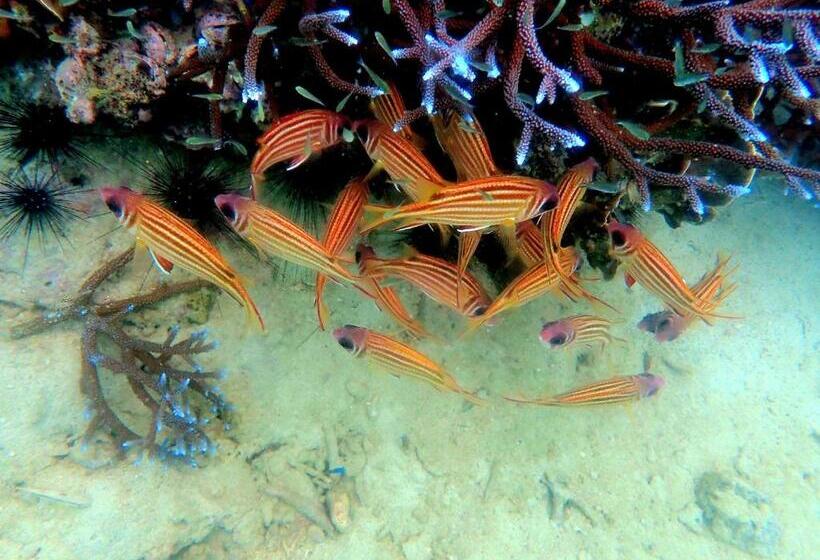 הוסטל Bb Dorm Koh Kood