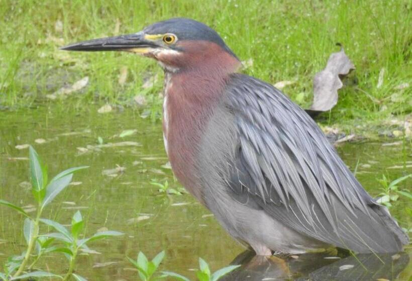 Becks Bed & Breakfast