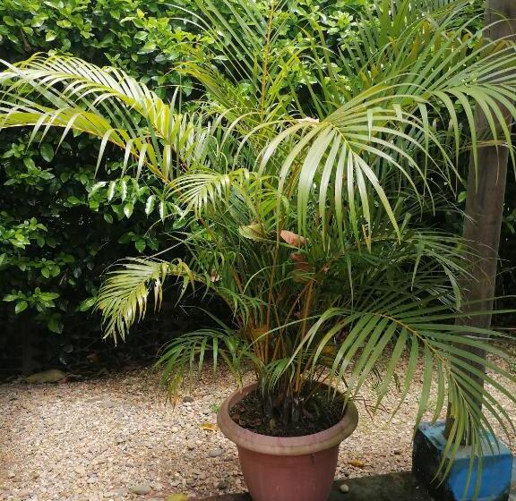 هتل کپسول Campestre La Maria