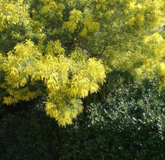 فندق Vi̇lla Fuat