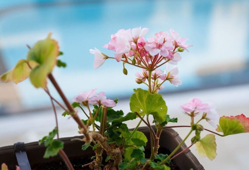 New Line Village Apartments