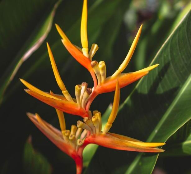 פנסיון Bali Bio Villas