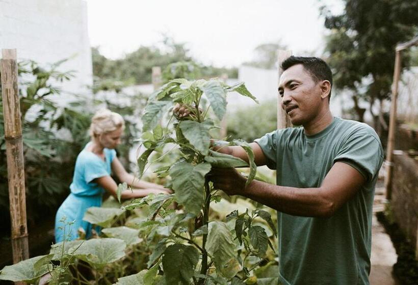 פנסיון Bali Bio Villas