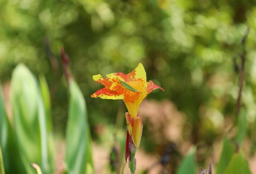 리조트 Paridhi Niwas, Ranthambore  Near Tiger Safari Zones 1 5