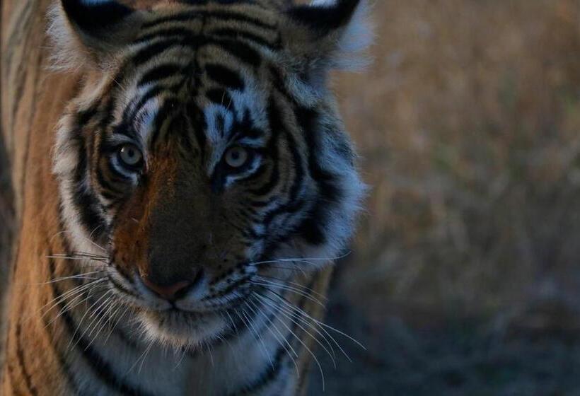 리조트 Paridhi Niwas, Ranthambore  Near Tiger Safari Zones 1 5