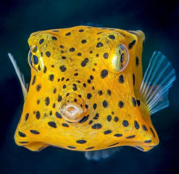 K2 Lembeh Dive Resort