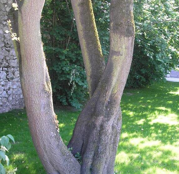 住宿加早餐  La Saudade