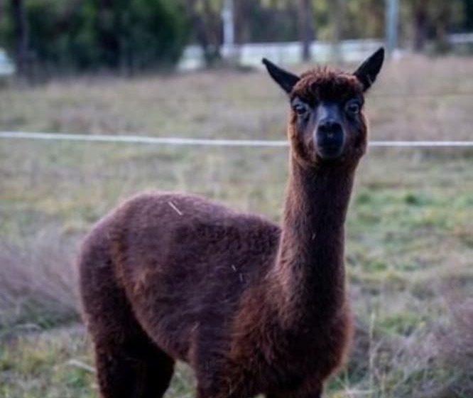 Deville At Healesville