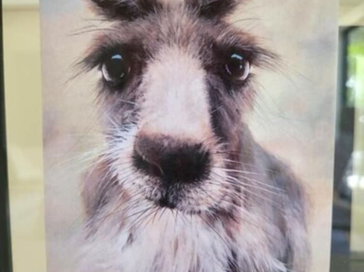 Deville At Healesville