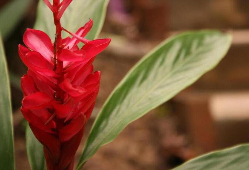 בית מלון כפרי Cabanas Biuzaa