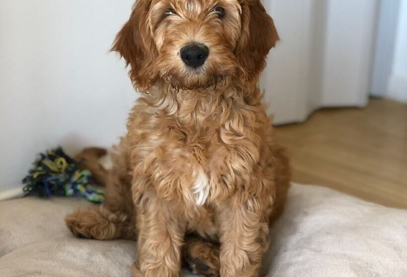 هتل Own Montevideo