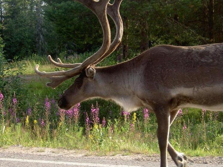 Пансион Lappeasuando Lodge