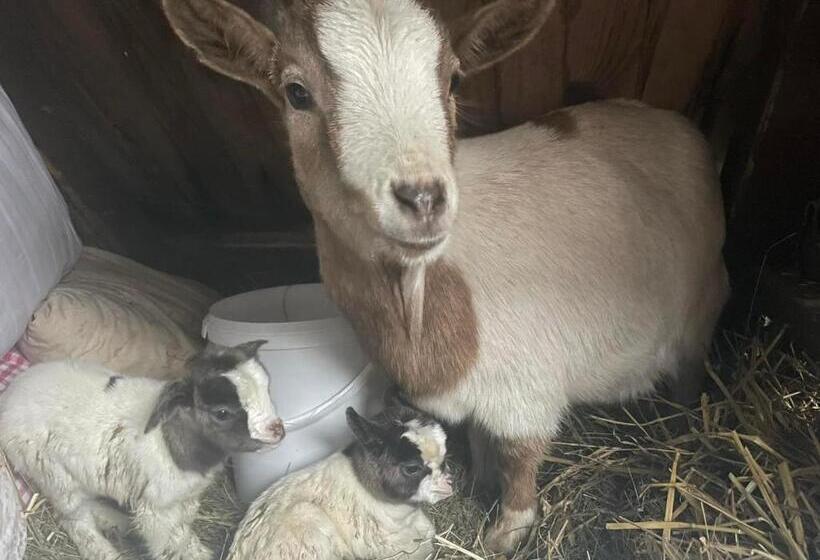 هتل Planinski Dom Janče