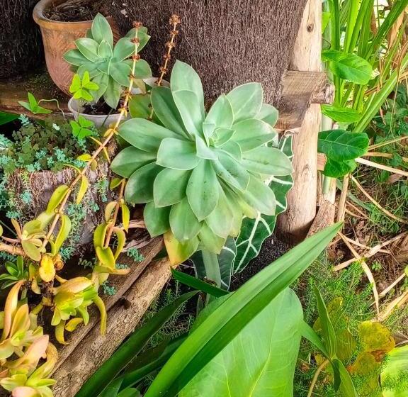 Hotell Andasibe Sifaka Lodge