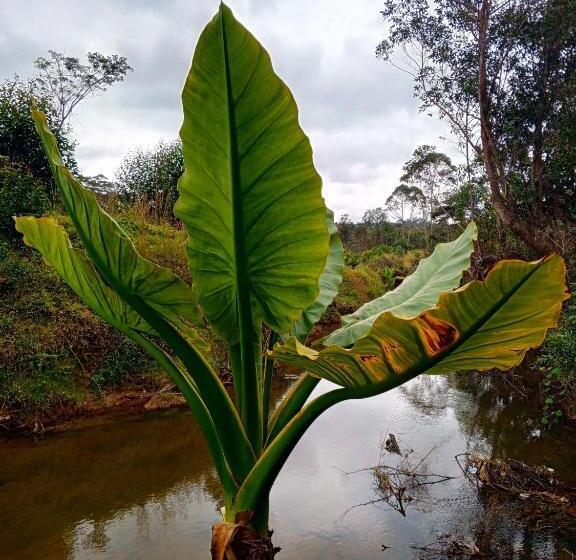 Hotell Andasibe Sifaka Lodge