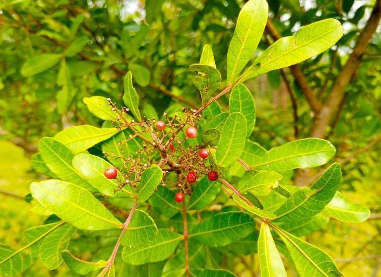 Hotell Andasibe Sifaka Lodge