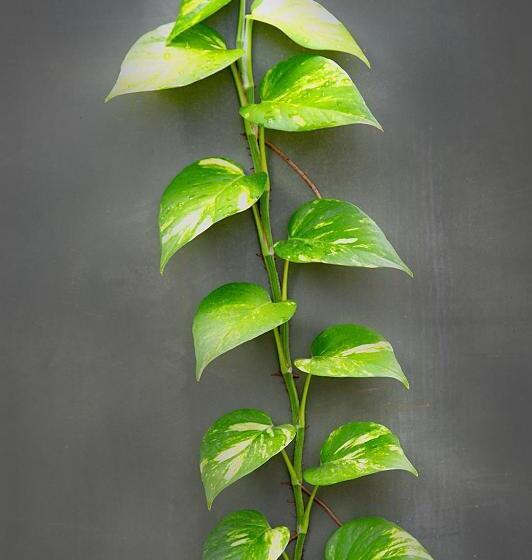 بنسيون Negombo Green Palace