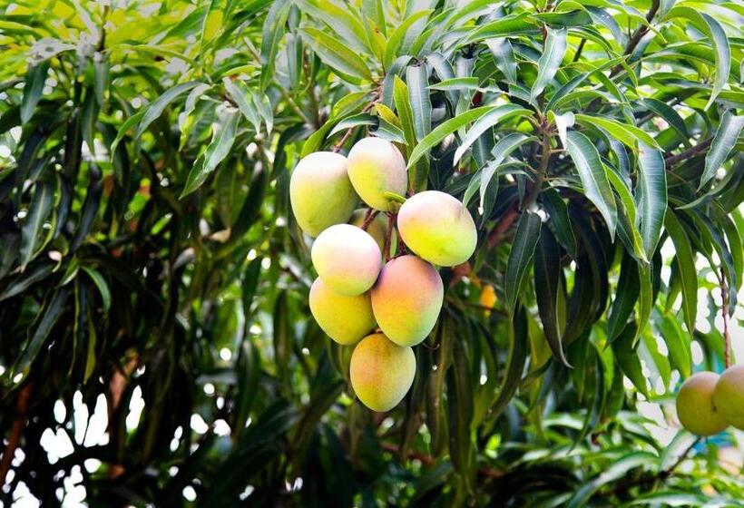 بنسيون Negombo Green Palace