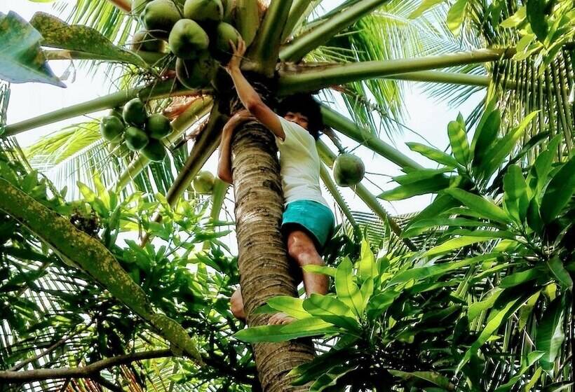 هتل Rosita S Cottages   Sakura