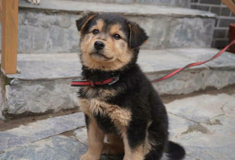 旅馆 Odin Stays & Café Tirthan