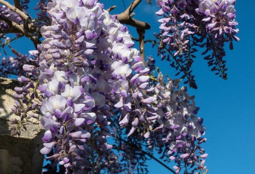 مبيت وإفطار Il Glicine