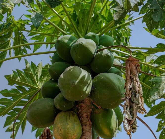 בית מלון כפרי The Riverstone Agro Farm