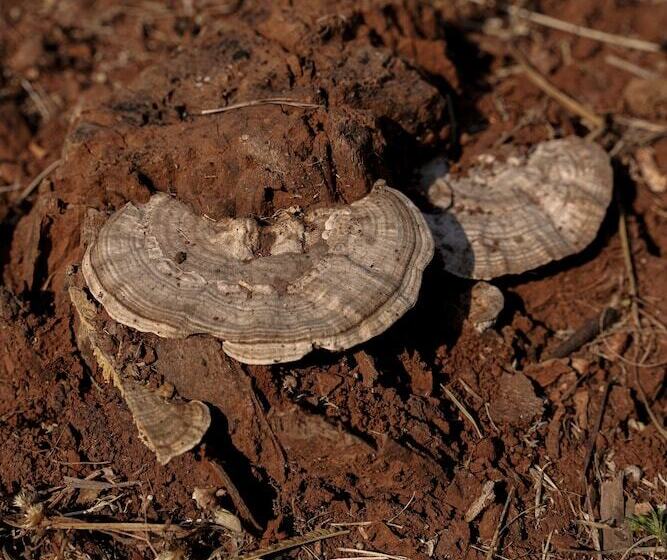 בית מלון כפרי The Riverstone Agro Farm