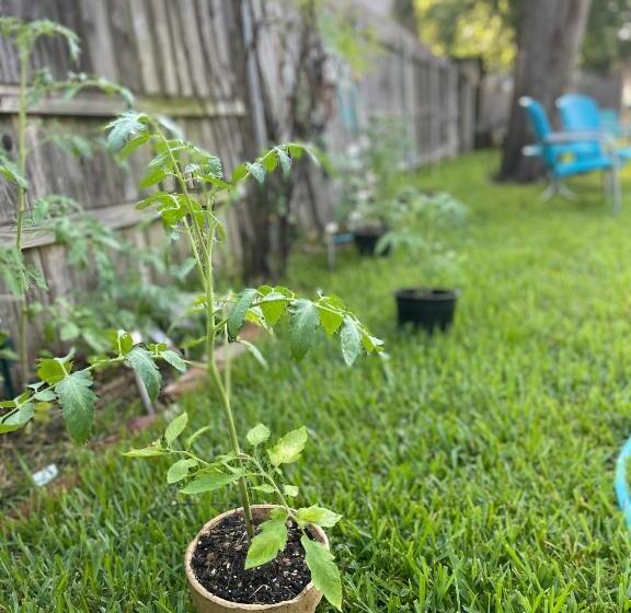 ペンション The Coziest Cottage In Waxahachie