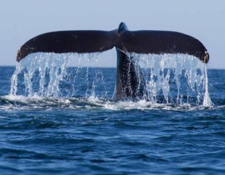 פנסיון Banana Palace Weligama