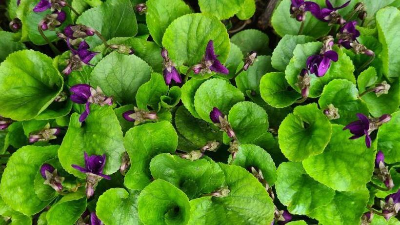 膳宿费 Budur Guest House