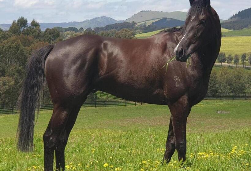 호텔 The Stables   Farm Stay