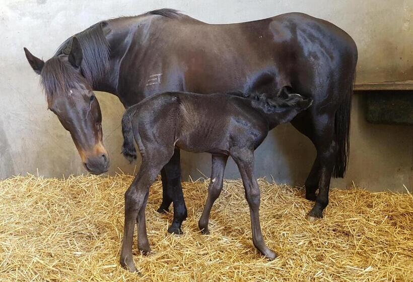 호텔 The Stables   Farm Stay