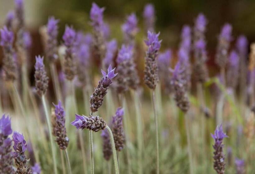 فندق فئة نجمة واحدة Posta De Purmamarca