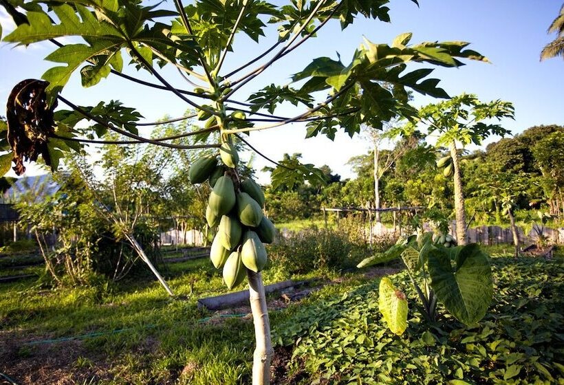 فندق Cotton Tree Lodge