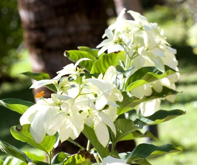 Отель Pousada Imperio Do Sol