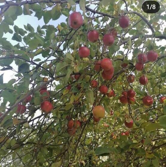 پانسیون гостевой дом темирлан