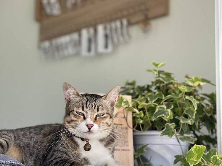 פנסיון Ivory House Sriracha