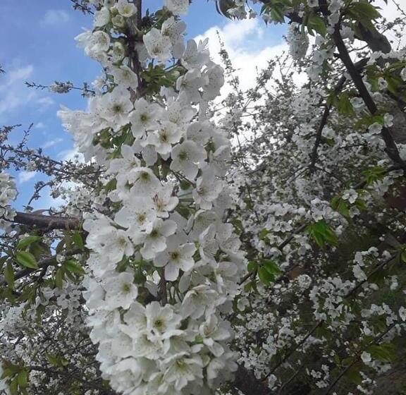 Bed and Breakfast Artgarden Family House