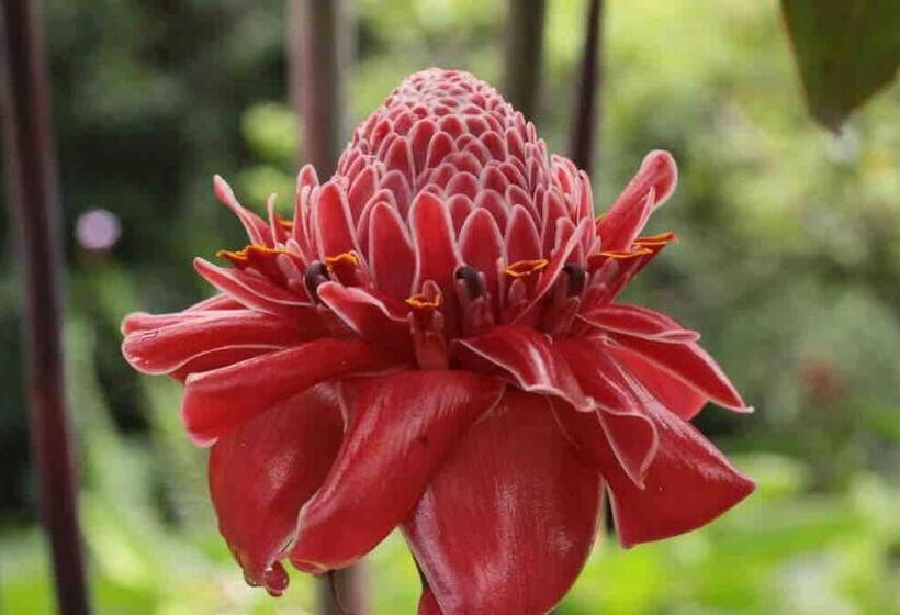 צימר Casita Lidia Bijagua