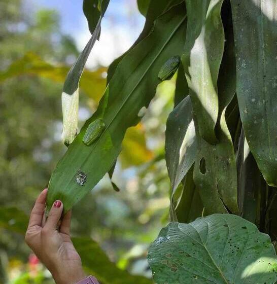 مبيت وإفطار Casita Lidia Bijagua