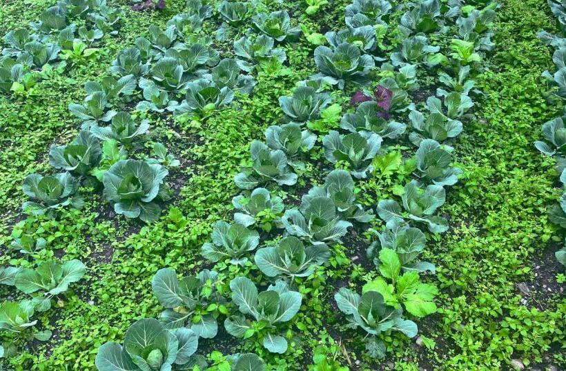 호텔 The Mandarine Retreat